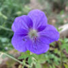 primrosebloom